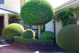 garden landscaping