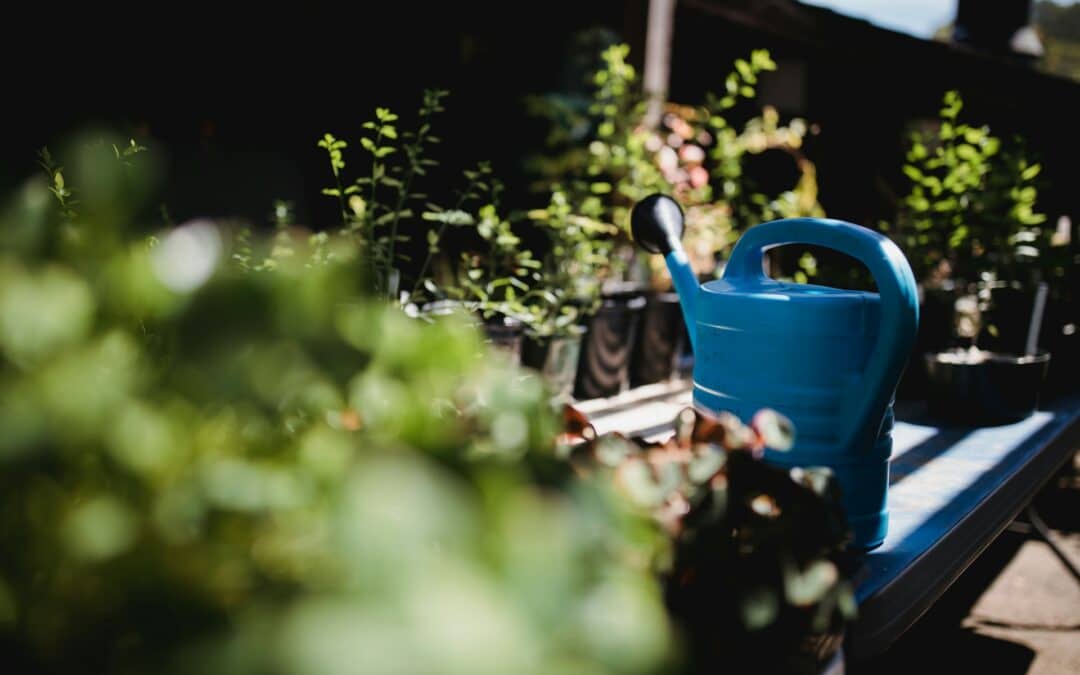 Hand watered plants