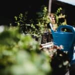 Hand watered plants