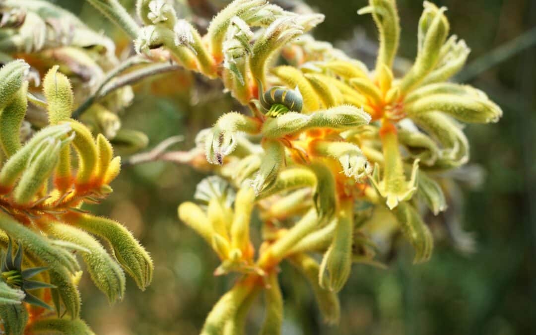 Drought-Resistant Kangaroo Paw