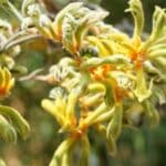 Drought-Resistant Kangaroo Paw